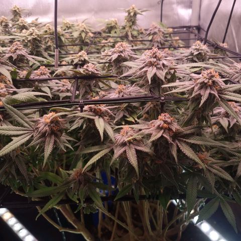 Blueberry Pancakes #2 (UR) (U+VO) growlog timeline photo