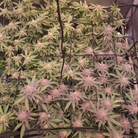 Blueberry Pancakes #2 (UR) (U+VO) growlog timeline photo