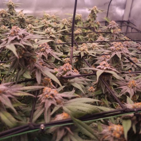 Blueberry Pancakes #2 (UR) (U+VO) growlog timeline photo