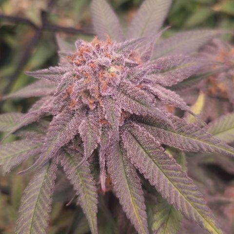 Blueberry Pancakes #2 (UR) (U+VO) growlog timeline photo