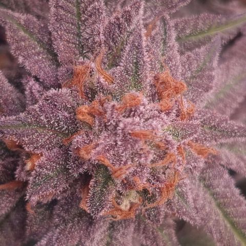Blueberry Pancakes #2 (UR) (U+VO) growlog timeline photo