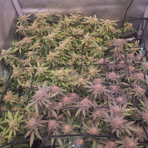 Blueberry Pancakes #2 (UR) (U+VO) growlog timeline photo