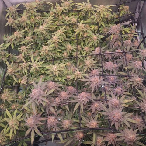 Blueberry Pancakes #2 (UR) (U+VO) growlog timeline photo