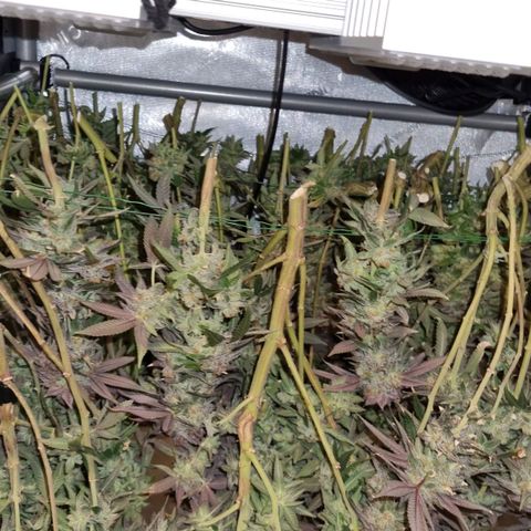 Blueberry Pancakes #2 (UR) (U+VO) growlog timeline photo