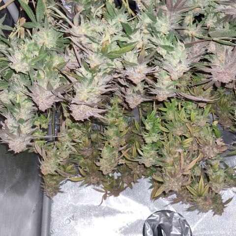 Blueberry Pancakes #2 (UR) (U+VO) growlog timeline photo