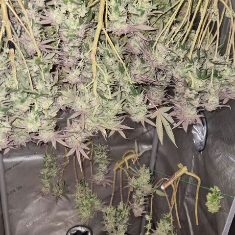 Blueberry Pancakes #2 (UR) (U+VO) growlog timeline photo