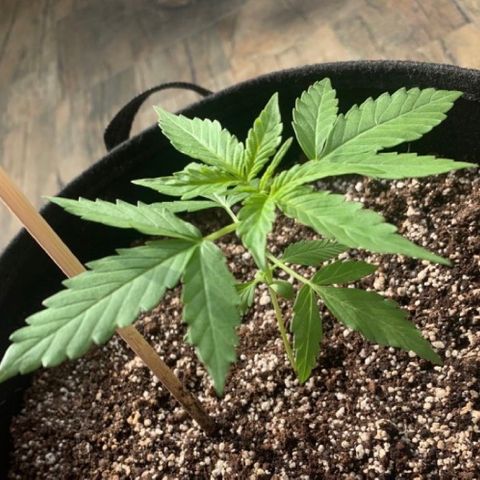 Amirani growlog timeline photo