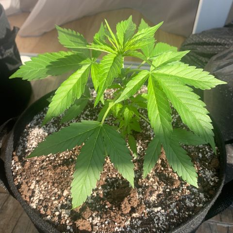 Amirani growlog timeline photo