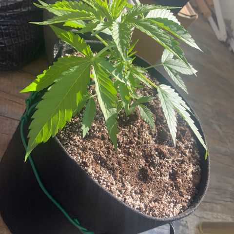 Amirani growlog photo: Training