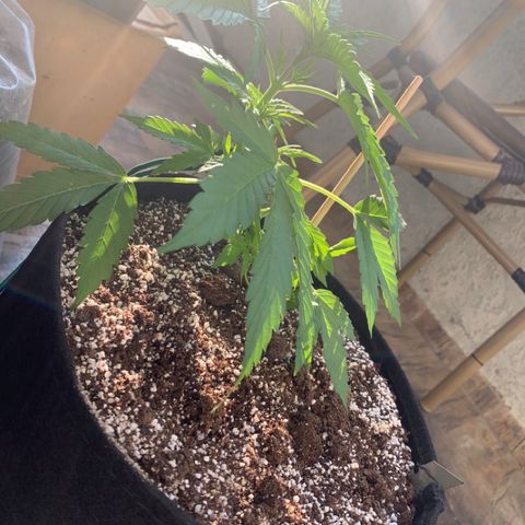 Amirani growlog timeline photo