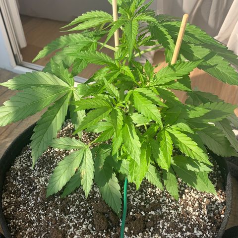 Amirani growlog timeline photo