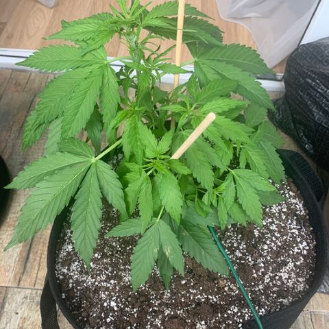 Amirani growlog timeline photo