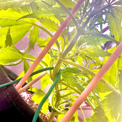Amirani growlog timeline photo