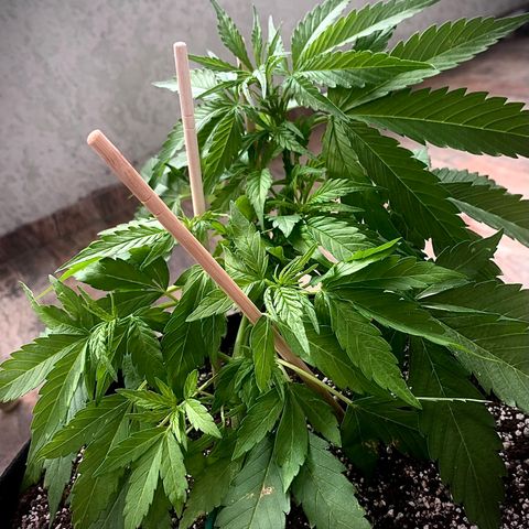 Amirani growlog timeline photo