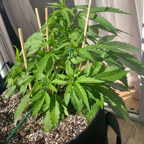 Amirani growlog timeline photo