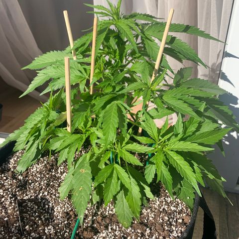 Amirani growlog timeline photo