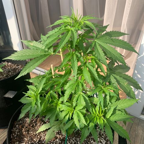 Amirani growlog timeline photo