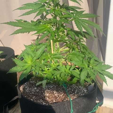 Amirani growlog timeline photo
