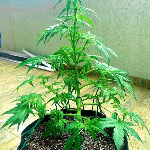 Amirani growlog timeline photo