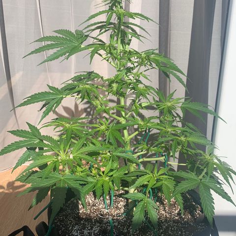 Amirani growlog timeline photo