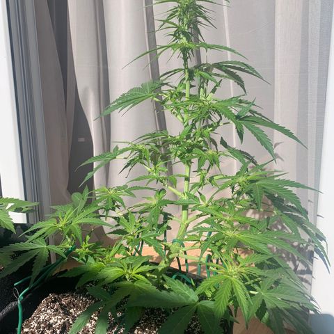 Amirani growlog timeline photo