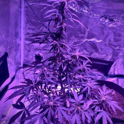 Amirani growlog timeline photo