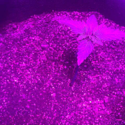Diesel growlog timeline photo