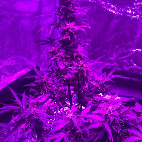 Amirani growlog timeline photo