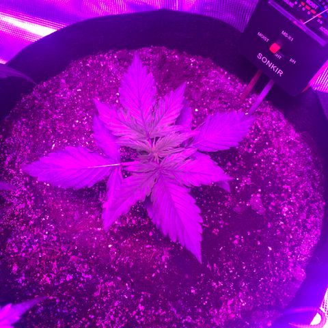 Diesel growlog timeline photo