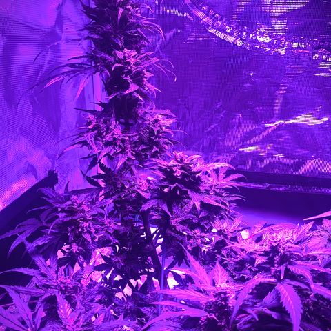 Amirani growlog timeline photo