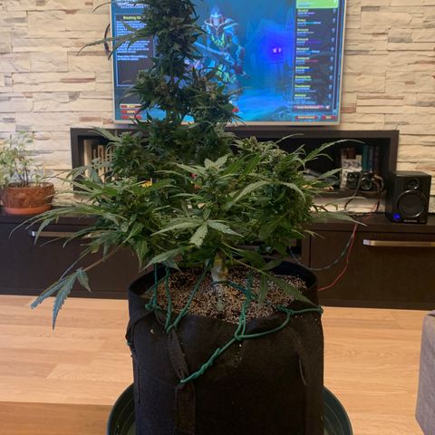 Amirani growlog timeline photo