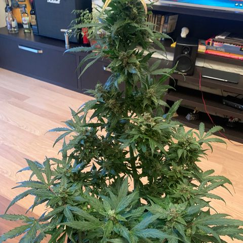 Amirani growlog timeline photo