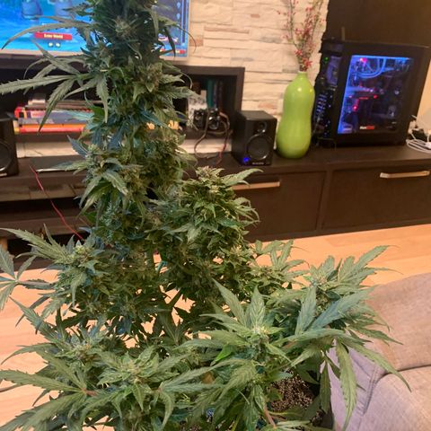 Amirani growlog timeline photo