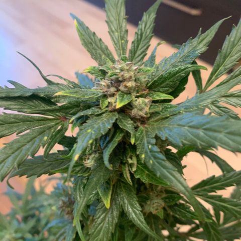 Amirani growlog timeline photo