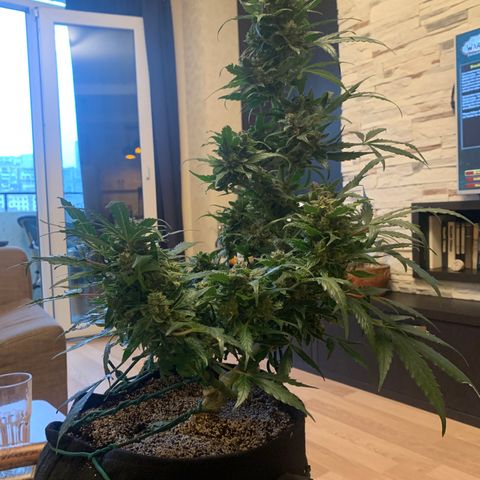 Amirani growlog timeline photo