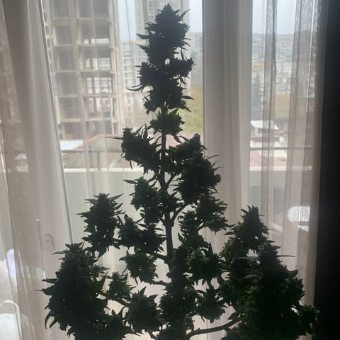 Amirani growlog photo: Harvest