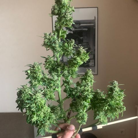 Amirani growlog photo: Harvest