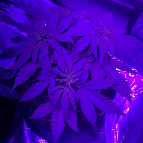 Diesel growlog timeline photo