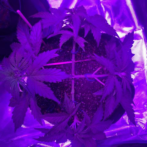 Diesel growlog timeline photo
