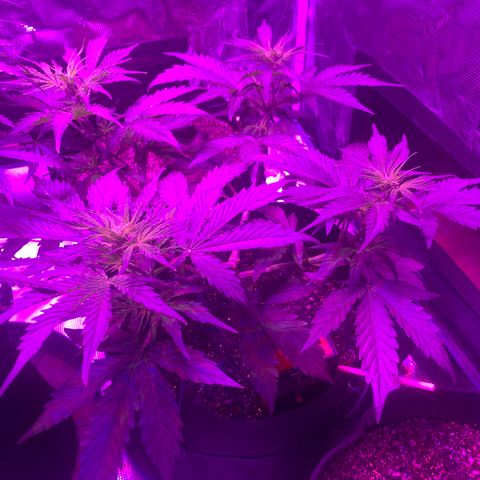 Diesel growlog timeline photo