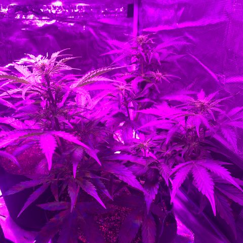 Diesel growlog timeline photo