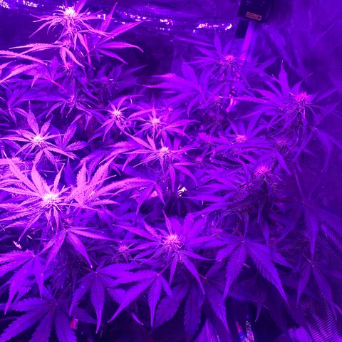 Diesel growlog timeline photo