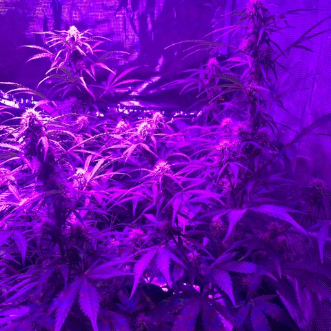 Diesel growlog timeline photo