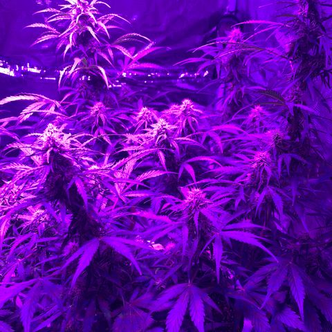 Diesel growlog timeline photo