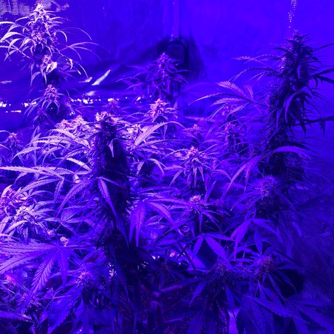 Diesel growlog timeline photo