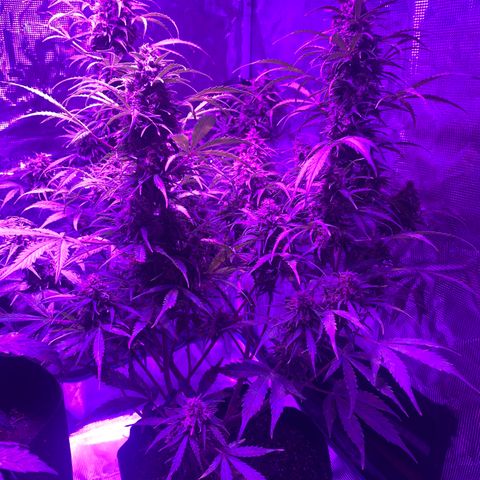 Diesel growlog timeline photo