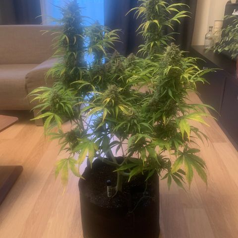 Diesel growlog timeline photo