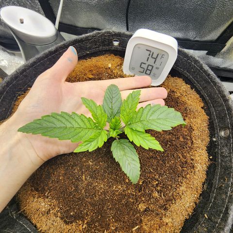 Double Grape 2 growlog photo: Double grape blows my mind every time i grow it.