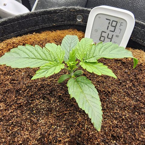 Double Grape 2 growlog photo: Double grape blows my mind every time i grow it.