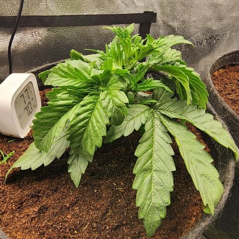 Double Grape 2 growlog timeline photo